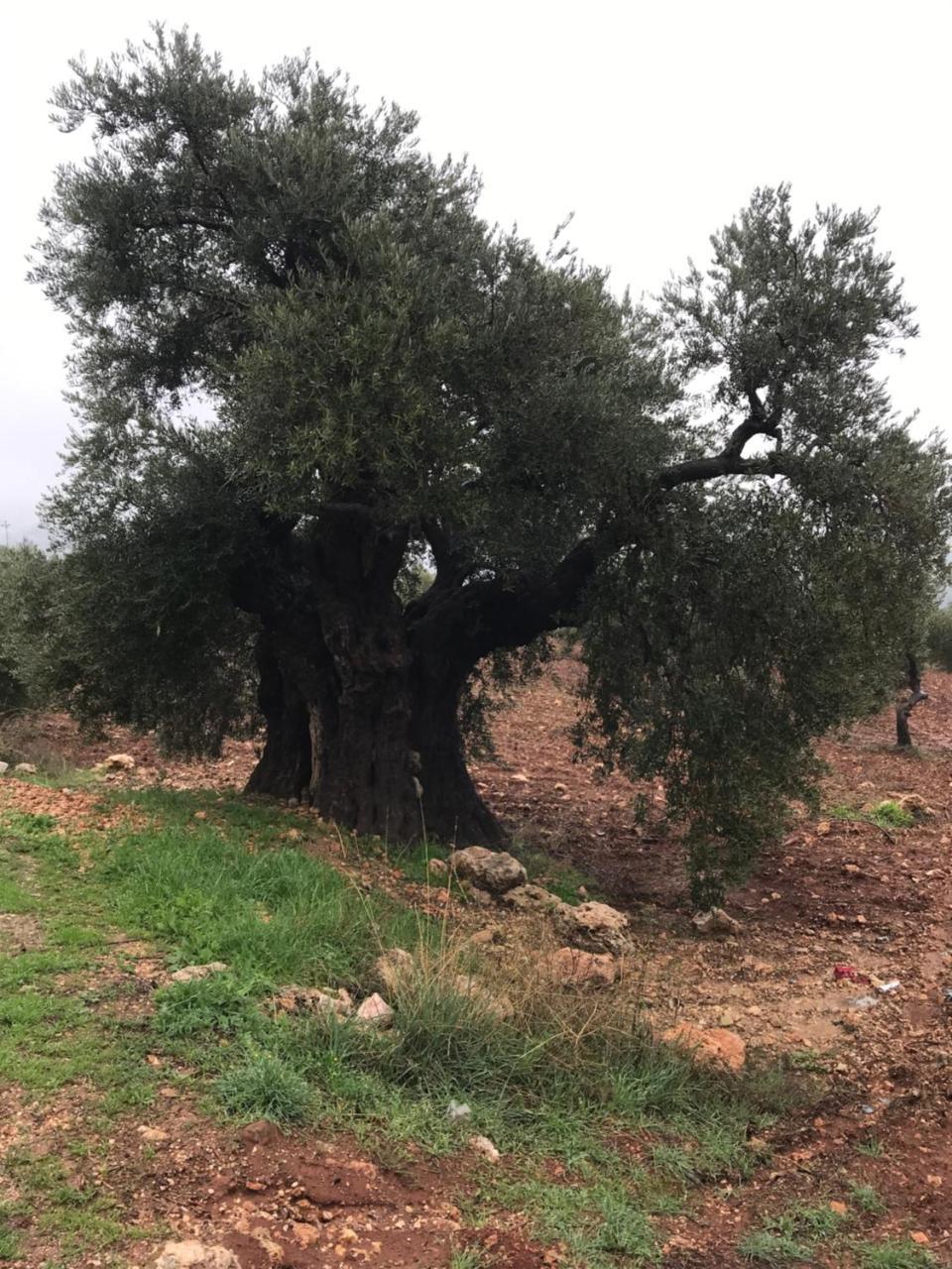 Ajloun Hotel Eksteriør bilde