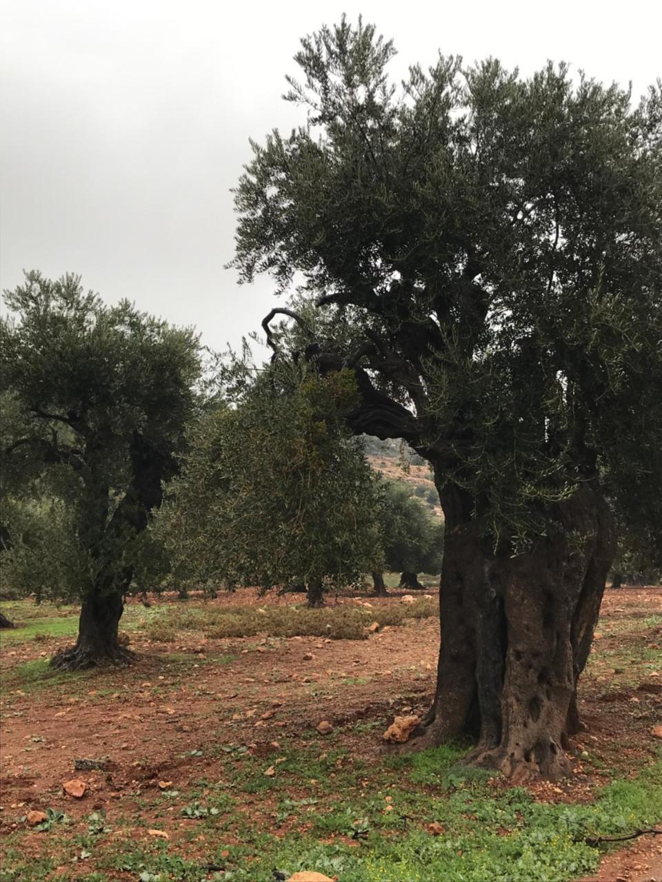 Ajloun Hotel Eksteriør bilde