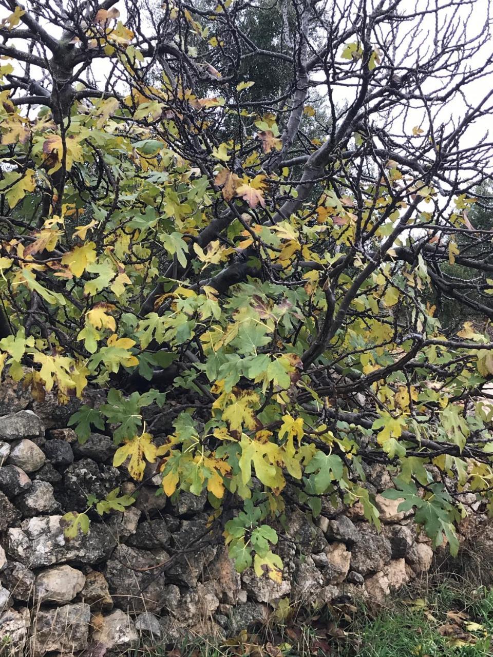 Ajloun Hotel Eksteriør bilde